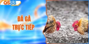 Đá Gà Trực Tiếp